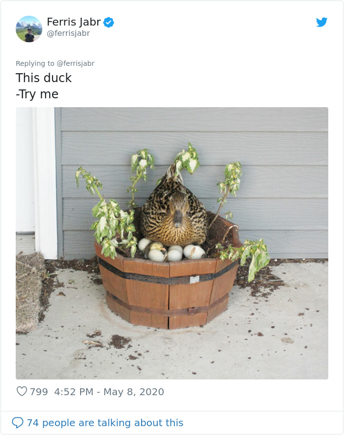 Person Reviews The Incredibly Different Bird Nesting Styles With Ridiculous Commentary (19 Pics) Person Reviews The Incredibly Different Bird Nesting Styles With Ridiculous Commentary (19 Pics)