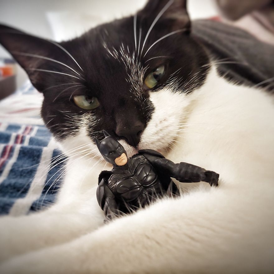 I Post The Everyday Life Of Batman During Self-Isolation (39 Pics) I Post The Everyday Life Of Batman During Self-Isolation (39 Pics)