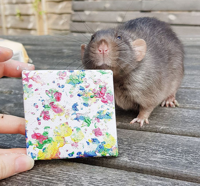 These Adorable Rats Create Miniature Paintings And Their Work Is Sold Out These Adorable Rats Create Miniature Paintings And Their Work Is Sold Out