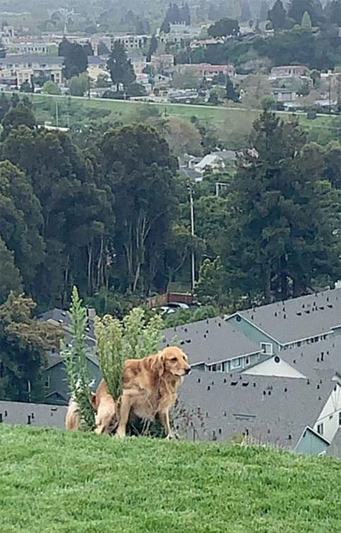 Guy Asks If Other Dogs Poop In Weird Positions Like His Pooch Does, Receives 35 Pics That Answer His Question