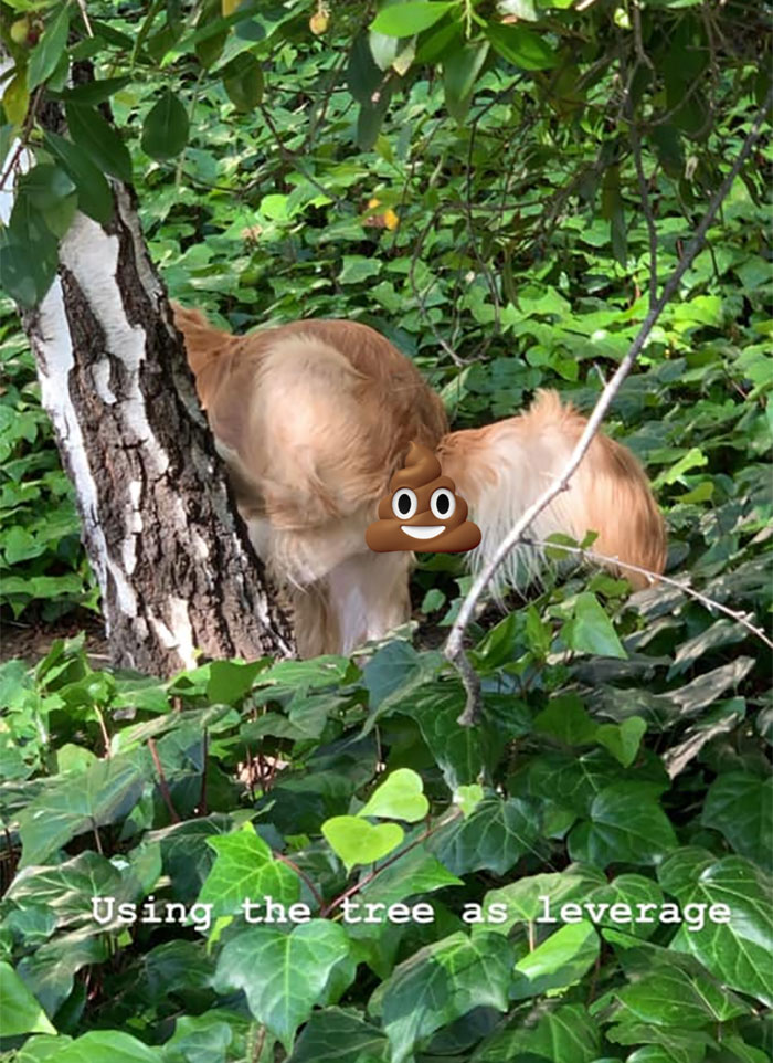 Guy Asks If Other Dogs Poop In Weird Positions Like His Pooch Does, Receives 35 Pics That Answer His Question