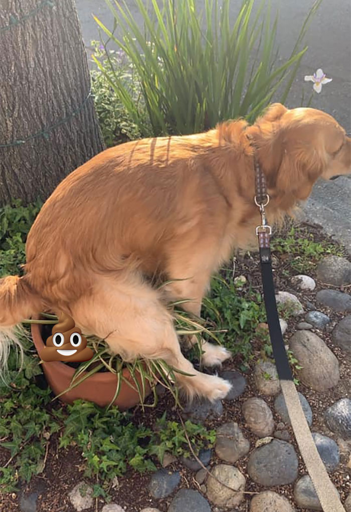 Guy Asks If Other Dogs Poop In Weird Positions Like His Pooch Does, Receives 35 Pics That Answer His Question
