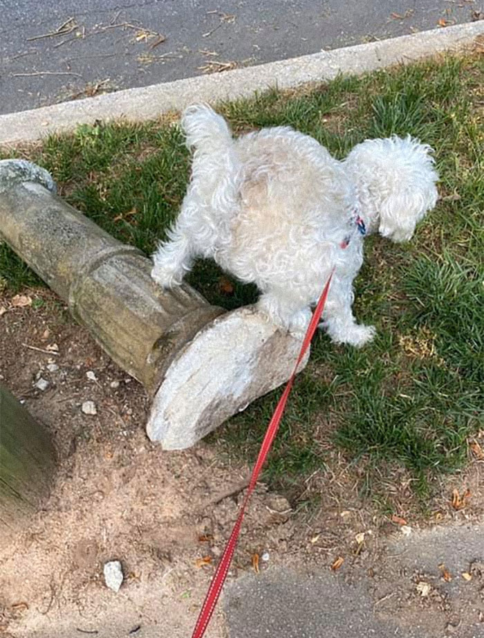 Guy Asks If Other Dogs Poop In Weird Positions Like His Pooch Does, Receives 35 Pics That Answer His Question