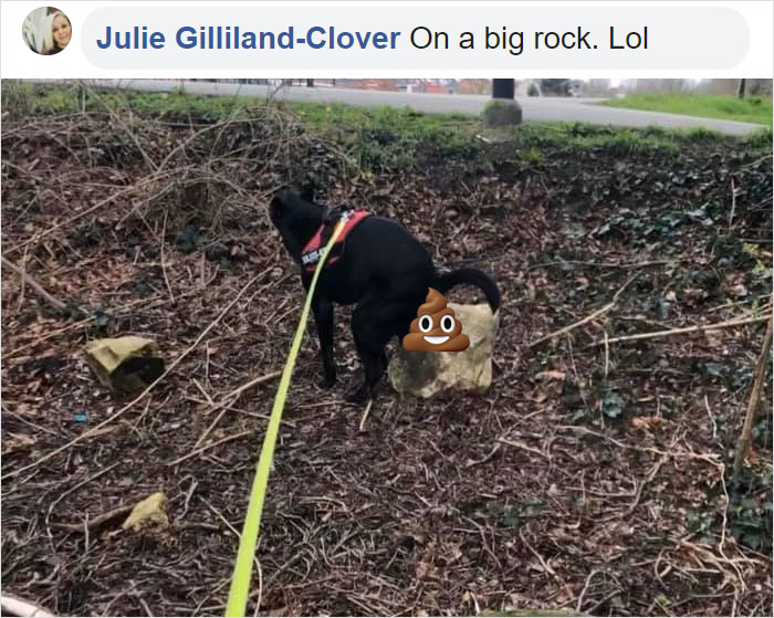 Guy Asks If Other Dogs Poop In Weird Positions Like His Pooch Does, Receives 35 Pics That Answer His Question