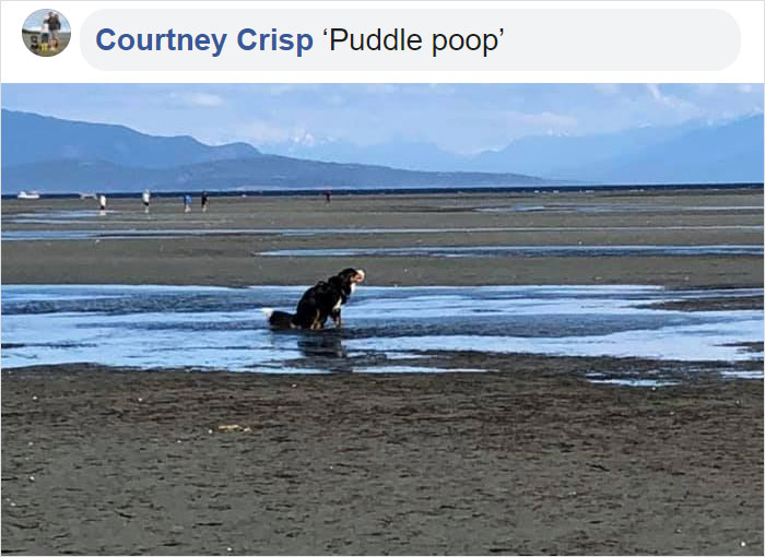 Guy Asks If Other Dogs Poop In Weird Positions Like His Pooch Does, Receives 35 Pics That Answer His Question