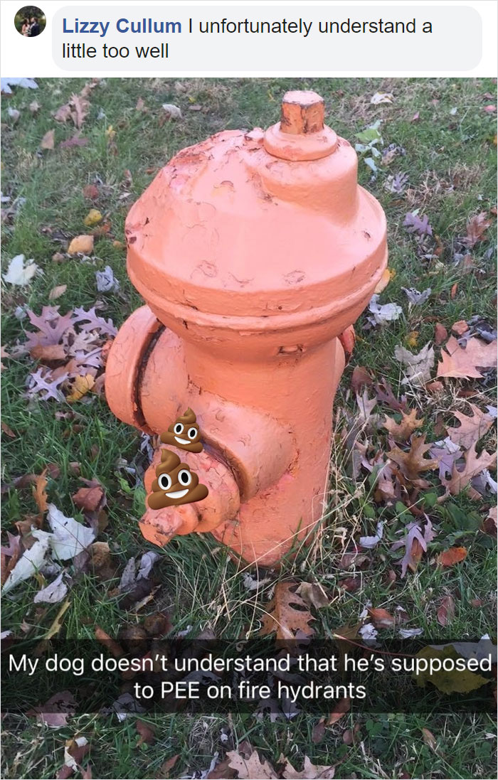 Guy Asks If Other Dogs Poop In Weird Positions Like His Pooch Does, Receives 35 Pics That Answer His Question