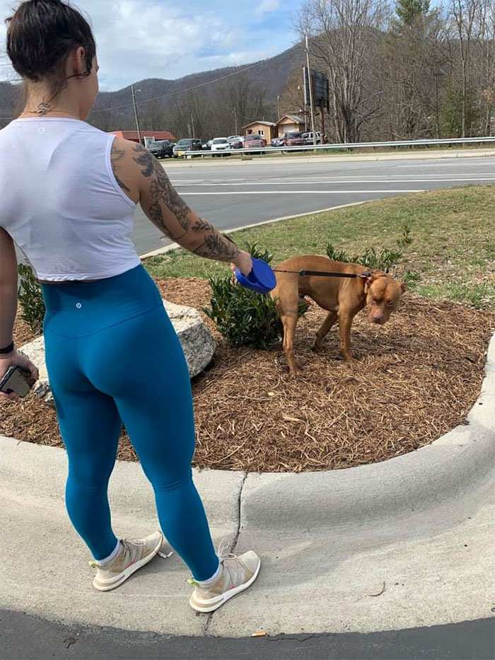 Guy Asks If Other Dogs Poop In Weird Positions Like His Pooch Does, Receives 35 Pics That Answer His Question