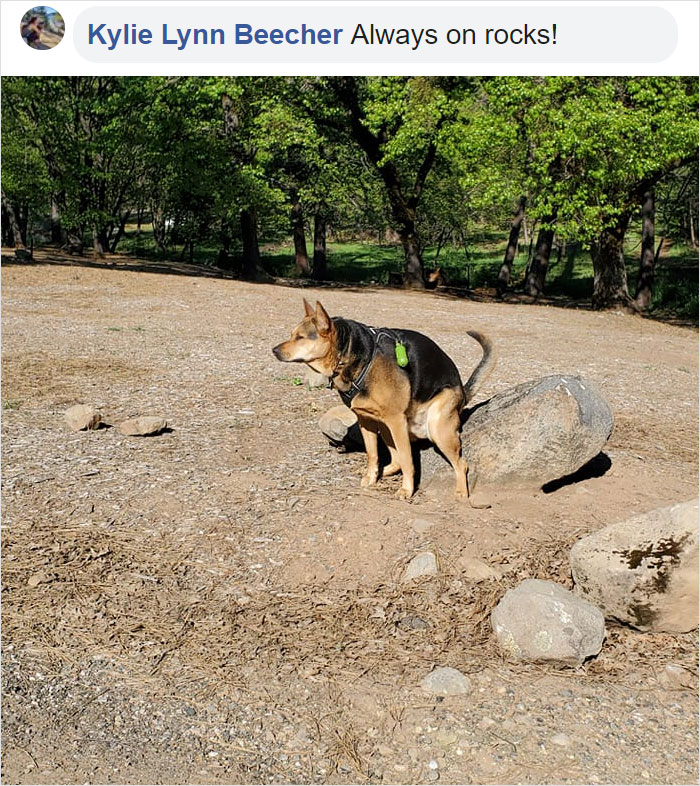 Guy Asks If Other Dogs Poop In Weird Positions Like His Pooch Does, Receives 35 Pics That Answer His Question