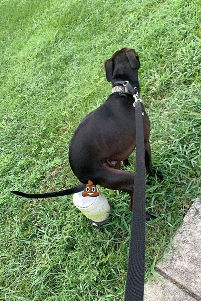 Guy Asks If Other Dogs Poop In Weird Positions Like His Pooch Does, Receives 35 Pics That Answer His Question
