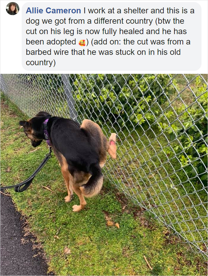 Guy Asks If Other Dogs Poop In Weird Positions Like His Pooch Does, Receives 35 Pics That Answer His Question