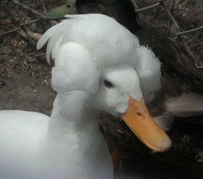 30 Ducks That Look Like 18th-Century Wig-Wearing Aristocrats 30 Ducks That Look Like 18th-Century Wig-Wearing Aristocrats