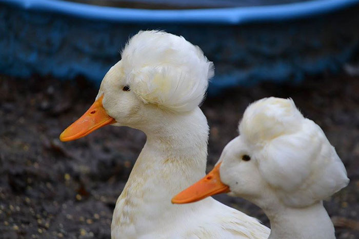 30 Ducks That Look Like 18th-Century Wig-Wearing Aristocrats 30 Ducks That Look Like 18th-Century Wig-Wearing Aristocrats