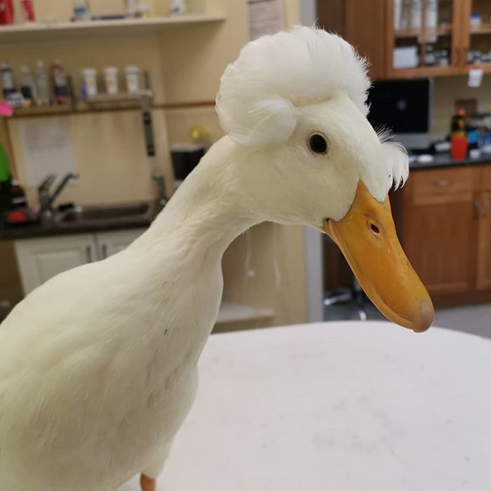 30 Ducks That Look Like 18th-Century Wig-Wearing Aristocrats 30 Ducks That Look Like 18th-Century Wig-Wearing Aristocrats