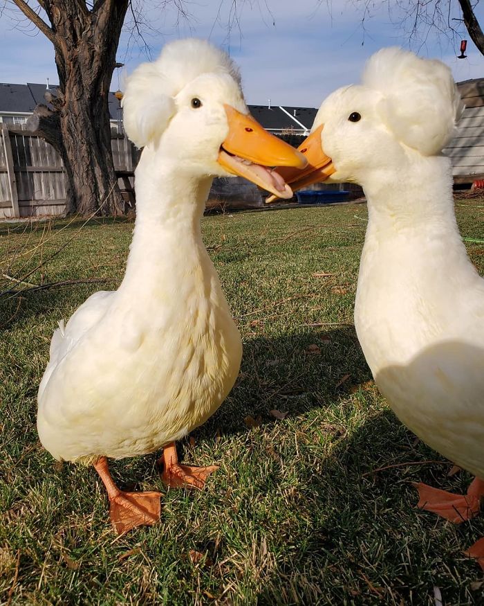 30 Ducks That Look Like 18th-Century Wig-Wearing Aristocrats 30 Ducks That Look Like 18th-Century Wig-Wearing Aristocrats