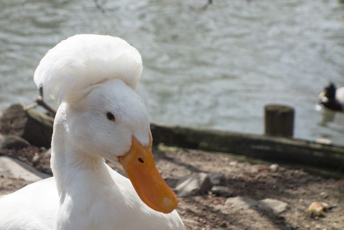 30 Ducks That Look Like 18th-Century Wig-Wearing Aristocrats 30 Ducks That Look Like 18th-Century Wig-Wearing Aristocrats