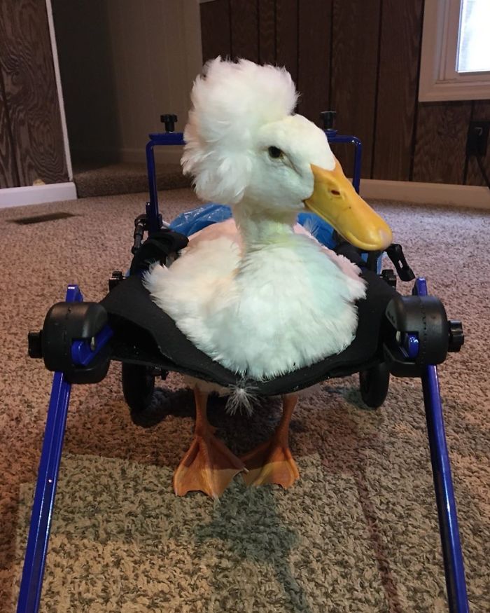 30 Ducks That Look Like 18th-Century Wig-Wearing Aristocrats 30 Ducks That Look Like 18th-Century Wig-Wearing Aristocrats