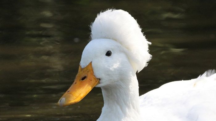 30 Ducks That Look Like 18th-Century Wig-Wearing Aristocrats 30 Ducks That Look Like 18th-Century Wig-Wearing Aristocrats