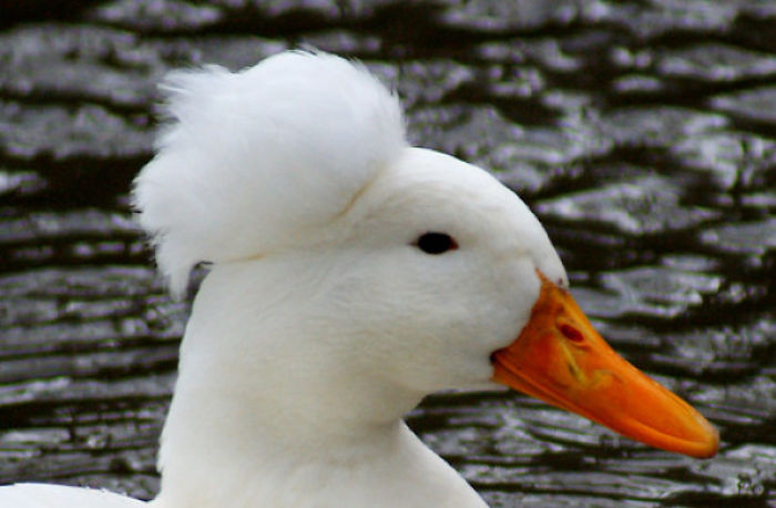 30 Ducks That Look Like 18th-Century Wig-Wearing Aristocrats 30 Ducks That Look Like 18th-Century Wig-Wearing Aristocrats