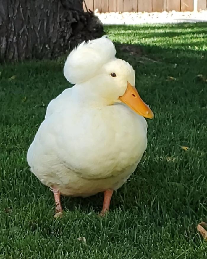30 Ducks That Look Like 18th-Century Wig-Wearing Aristocrats 30 Ducks That Look Like 18th-Century Wig-Wearing Aristocrats