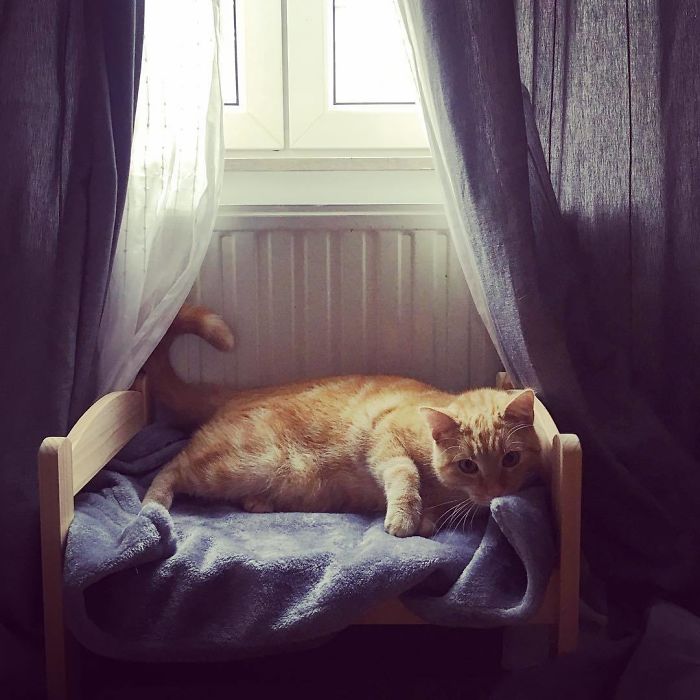IKEA Sells Mini Beds For Children’s Toys, People Buy Them For Their Cats (30 Pics) IKEA Sells Mini Beds For Children’s Toys, People Buy Them For Their Cats (30 Pics)