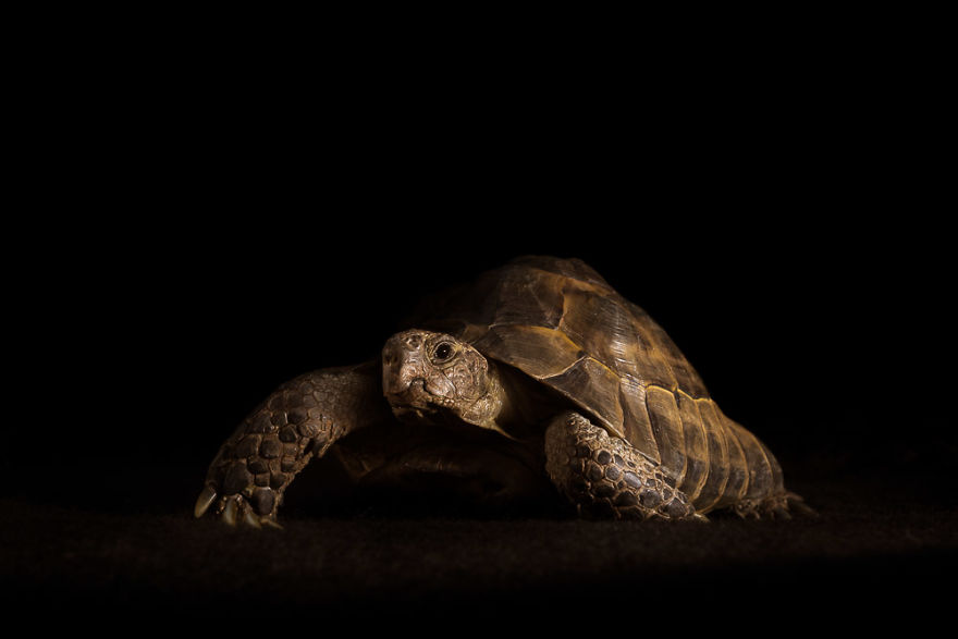 I Take Minimalistic Animal Photographs And Here Are 28 Of Them I Take Minimalistic Animal Photographs And Here Are 28 Of Them