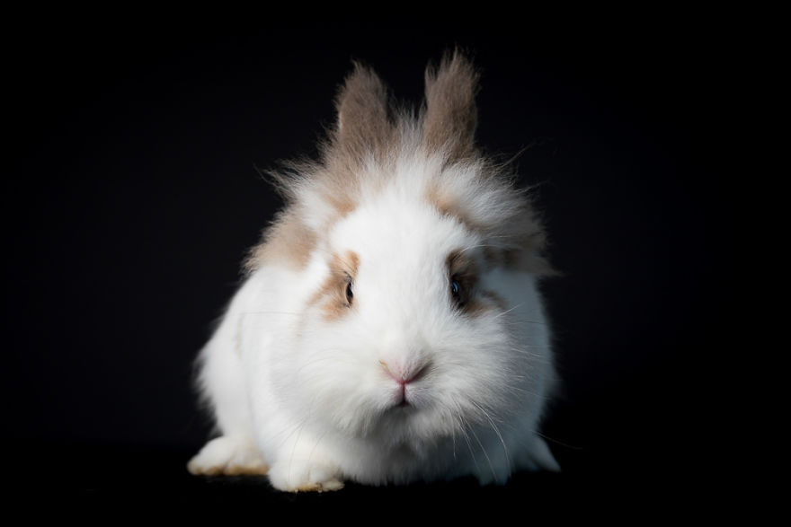 I Take Minimalistic Animal Photographs And Here Are 28 Of Them I Take Minimalistic Animal Photographs And Here Are 28 Of Them