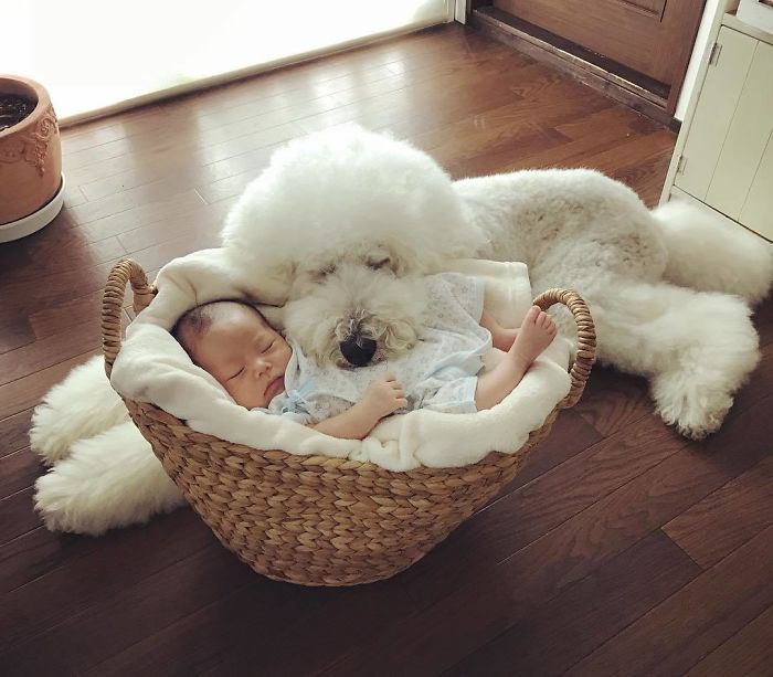 Family’s 3 Poodles Have A Special Bond With Their Little Brother And Sister (30 Pics) Family’s 3 Poodles Have A Special Bond With Their Little Brother And Sister (30 Pics)