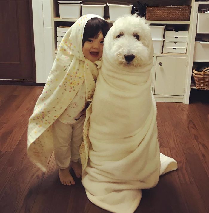 Family’s 3 Poodles Have A Special Bond With Their Little Brother And Sister (30 Pics) Family’s 3 Poodles Have A Special Bond With Their Little Brother And Sister (30 Pics)
