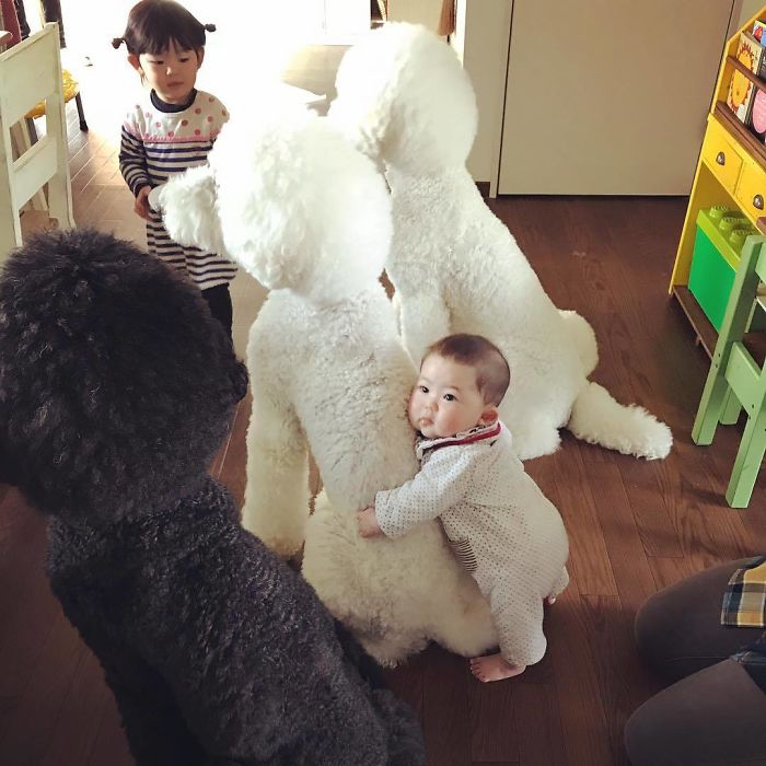 Family’s 3 Poodles Have A Special Bond With Their Little Brother And Sister (30 Pics) Family’s 3 Poodles Have A Special Bond With Their Little Brother And Sister (30 Pics)