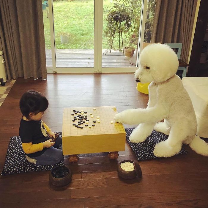 Family’s 3 Poodles Have A Special Bond With Their Little Brother And Sister (30 Pics) Family’s 3 Poodles Have A Special Bond With Their Little Brother And Sister (30 Pics)