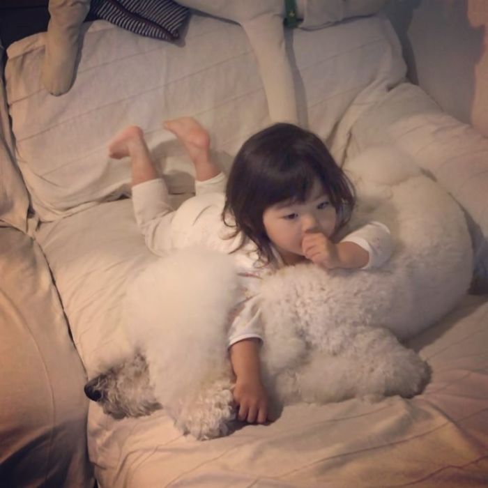 Family’s 3 Poodles Have A Special Bond With Their Little Brother And Sister (30 Pics) Family’s 3 Poodles Have A Special Bond With Their Little Brother And Sister (30 Pics)