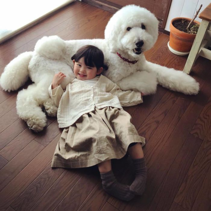 Family’s 3 Poodles Have A Special Bond With Their Little Brother And Sister (30 Pics) Family’s 3 Poodles Have A Special Bond With Their Little Brother And Sister (30 Pics)