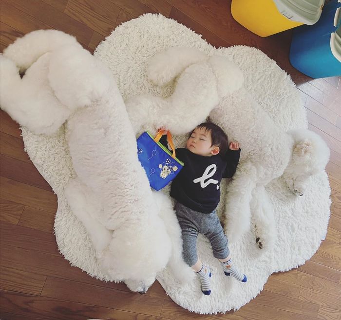 Family’s 3 Poodles Have A Special Bond With Their Little Brother And Sister (30 Pics) Family’s 3 Poodles Have A Special Bond With Their Little Brother And Sister (30 Pics)