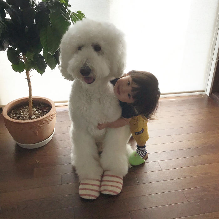 Family’s 3 Poodles Have A Special Bond With Their Little Brother And Sister (30 Pics) Family’s 3 Poodles Have A Special Bond With Their Little Brother And Sister (30 Pics)