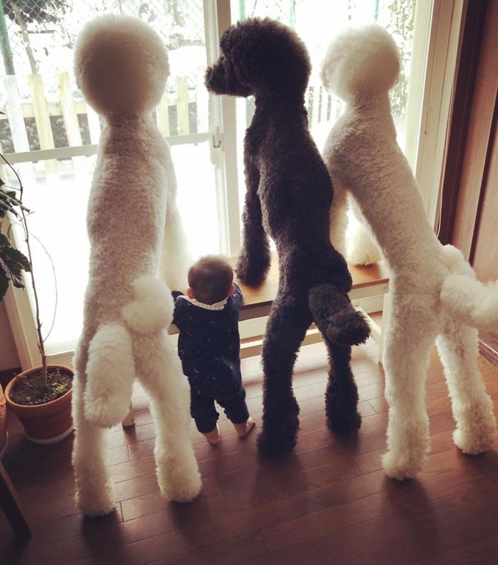 Family’s 3 Poodles Have A Special Bond With Their Little Brother And Sister (30 Pics) Family’s 3 Poodles Have A Special Bond With Their Little Brother And Sister (30 Pics)