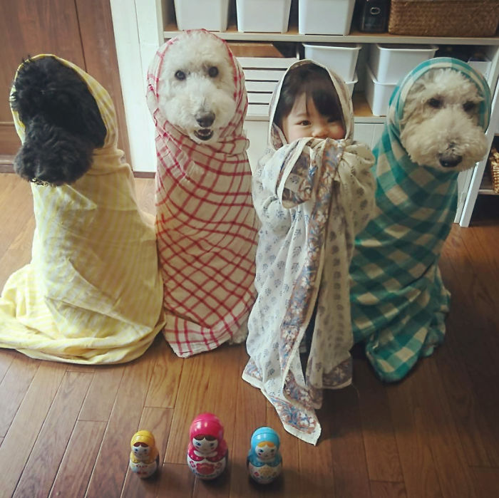 Family’s 3 Poodles Have A Special Bond With Their Little Brother And Sister (30 Pics) Family’s 3 Poodles Have A Special Bond With Their Little Brother And Sister (30 Pics)