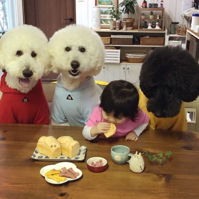Family’s 3 Poodles Have A Special Bond With Their Little Brother And Sister (30 Pics) Family’s 3 Poodles Have A Special Bond With Their Little Brother And Sister (30 Pics)