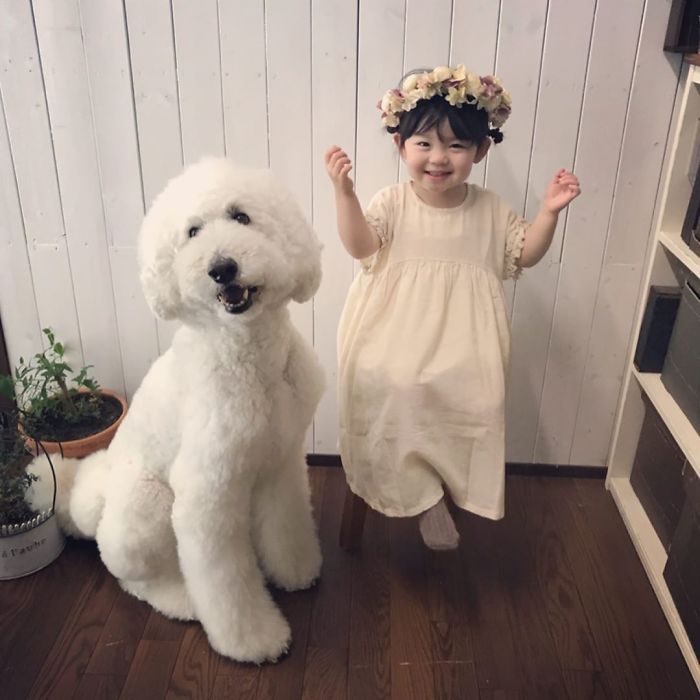 Family’s 3 Poodles Have A Special Bond With Their Little Brother And Sister (30 Pics) Family’s 3 Poodles Have A Special Bond With Their Little Brother And Sister (30 Pics)