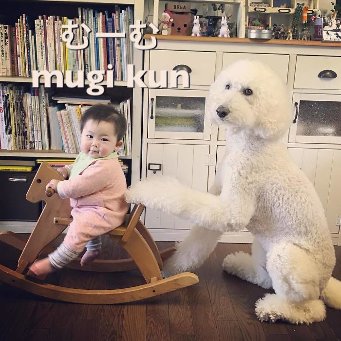 Family’s 3 Poodles Have A Special Bond With Their Little Brother And Sister (30 Pics) Family’s 3 Poodles Have A Special Bond With Their Little Brother And Sister (30 Pics)