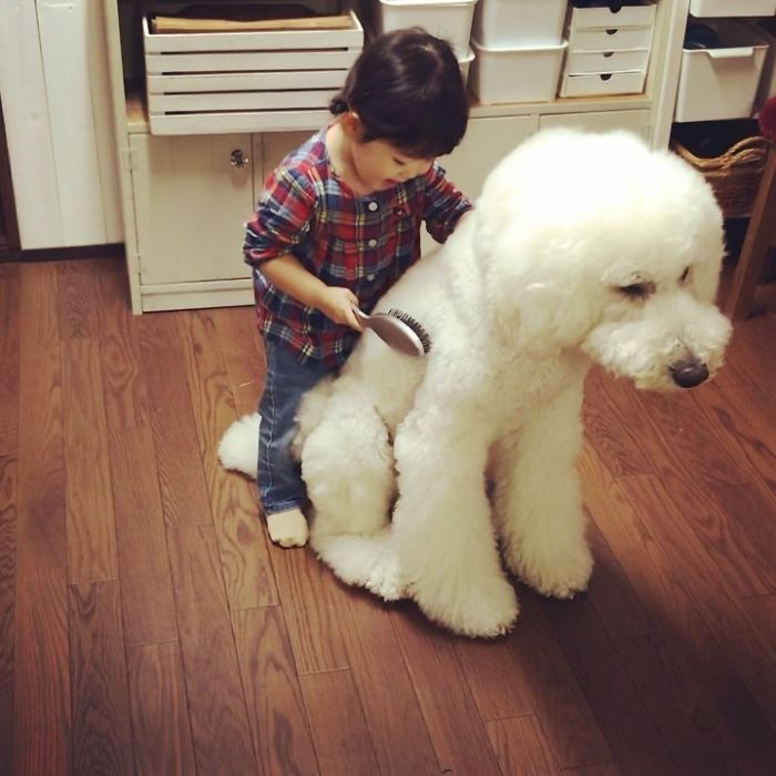 Family’s 3 Poodles Have A Special Bond With Their Little Brother And Sister (30 Pics) Family’s 3 Poodles Have A Special Bond With Their Little Brother And Sister (30 Pics)