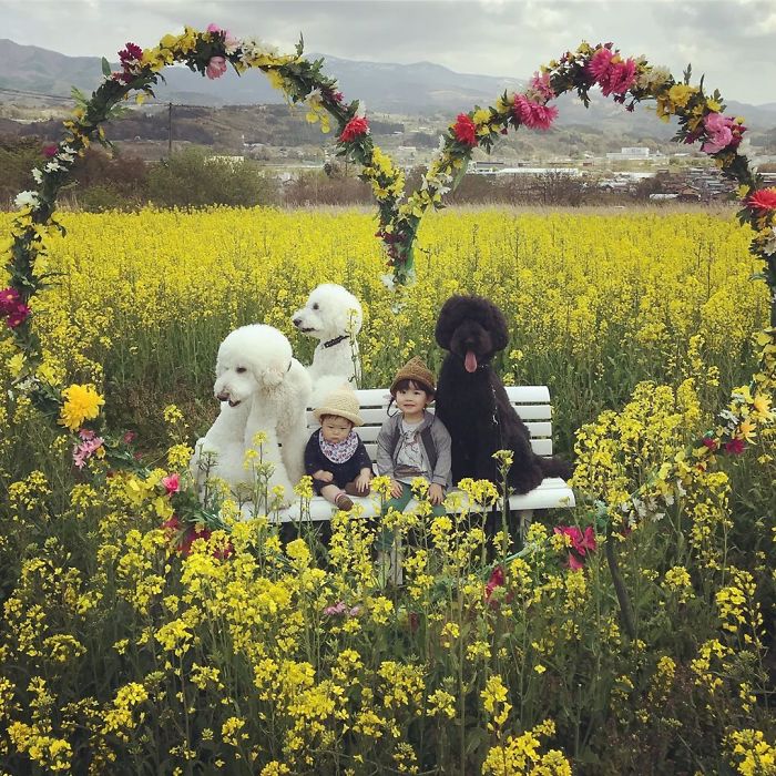 Family’s 3 Poodles Have A Special Bond With Their Little Brother And Sister (30 Pics) Family’s 3 Poodles Have A Special Bond With Their Little Brother And Sister (30 Pics)