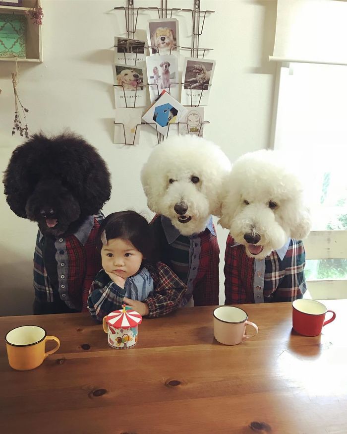 Family’s 3 Poodles Have A Special Bond With Their Little Brother And Sister (30 Pics) Family’s 3 Poodles Have A Special Bond With Their Little Brother And Sister (30 Pics)