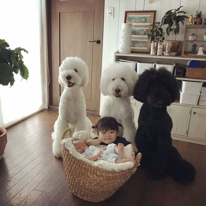 Family’s 3 Poodles Have A Special Bond With Their Little Brother And Sister (30 Pics) Family’s 3 Poodles Have A Special Bond With Their Little Brother And Sister (30 Pics)