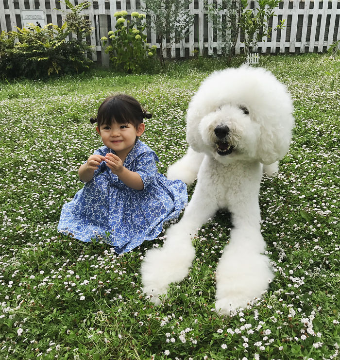 Family’s 3 Poodles Have A Special Bond With Their Little Brother And Sister (30 Pics) Family’s 3 Poodles Have A Special Bond With Their Little Brother And Sister (30 Pics)