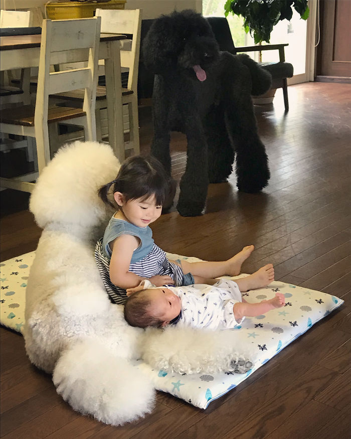 Family’s 3 Poodles Have A Special Bond With Their Little Brother And Sister (30 Pics) Family’s 3 Poodles Have A Special Bond With Their Little Brother And Sister (30 Pics)
