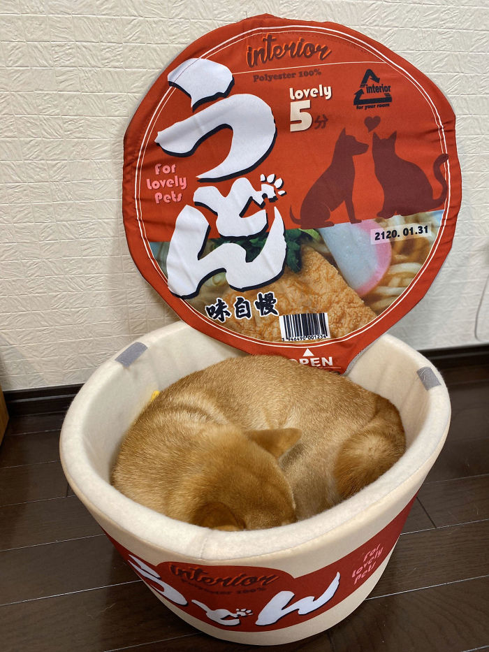 Pet Owners Are Buying Cup Noodle Beds For Their Pets And The Pics Are Ridiculously Cute Pet Owners Are Buying Cup Noodle Beds For Their Pets And The Pics Are Ridiculously Cute