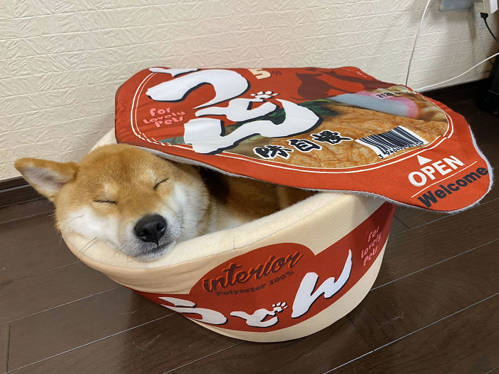 Pet Owners Are Buying Cup Noodle Beds For Their Pets And The Pics Are Ridiculously Cute Pet Owners Are Buying Cup Noodle Beds For Their Pets And The Pics Are Ridiculously Cute