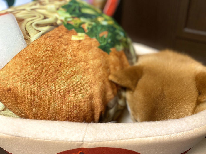 Pet Owners Are Buying Cup Noodle Beds For Their Pets And The Pics Are Ridiculously Cute Pet Owners Are Buying Cup Noodle Beds For Their Pets And The Pics Are Ridiculously Cute