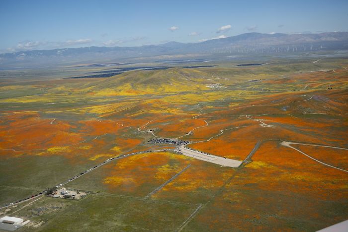 NASA Releases Satellite Images Of Massive California Superbloom Seen From Space