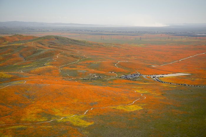 NASA Releases Satellite Images Of Massive California Superbloom Seen From Space